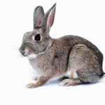 Jak zrobić klatkę dla królika z palet? Klatka dla królika DIY